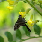Longtail Skipper Butterfly