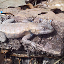 Eastern fence lizard