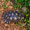 Marginated tortoise (Κρασπεδωτή χελώνα)