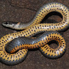 Prairie ring-necked snake