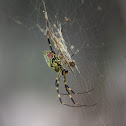 Jorō Spider