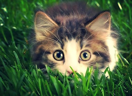 Cat Live Wallpaper Screenshots 4