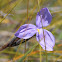 Native iris