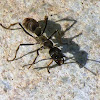 Black Carpenter Ant