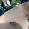 June Bug larvae (white grub worm)