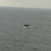 California gray whale