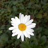 Daisy