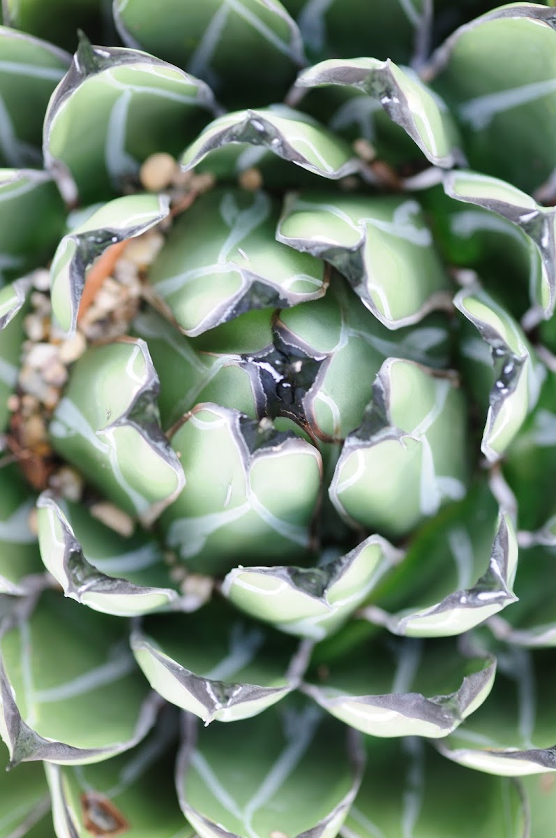 Queen Victoria's agave
