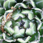Queen Victoria's agave
