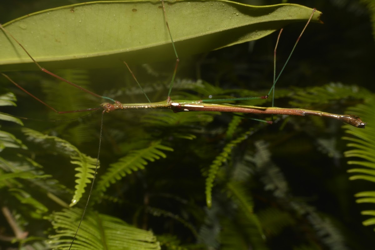 Stick Insect - Male