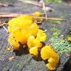 Orange Jelly Fungus