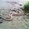 New Guinea small-eyed snake