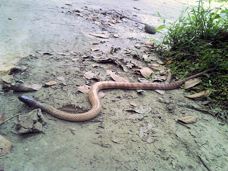 New Guinea small-eyed snake