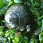 Turban snail
