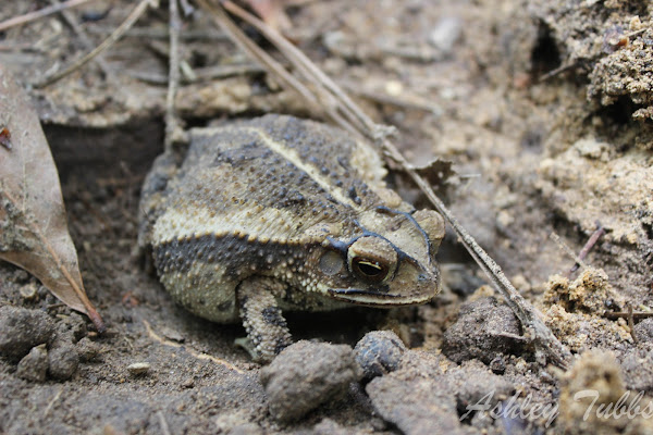 Gulf Coast Toad | Project Noah