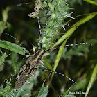 Longhorn Beetles mating