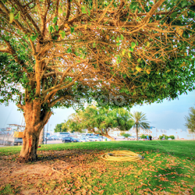 Airport Park by Naser Eid - Landscapes Prairies, Meadows & Fields