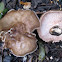 Fawn Mushroom (Pluteus cervinus) [1 of 2]