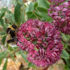 Bumblebee (male)