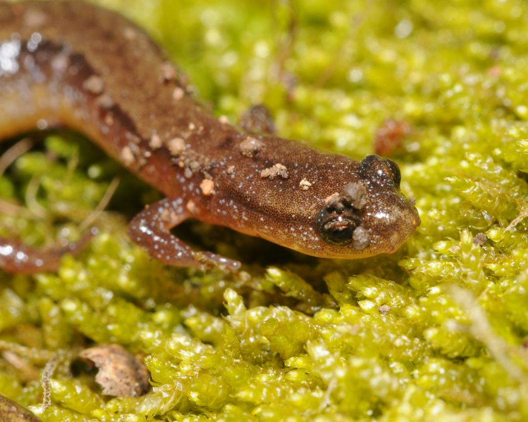 Many-ribbed salamander