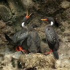 Red legged Cormorant