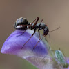 ant mimic true bug
