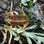 Alpine tree frog / Verraux's alpine tree frog