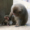 Japanese macaque