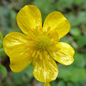 Bristly Buttercup