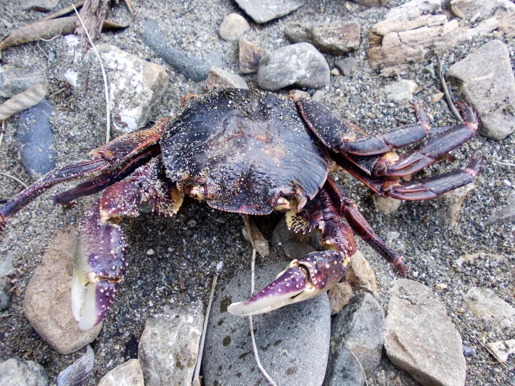 NZ big hand crab