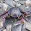 NZ big hand crab
