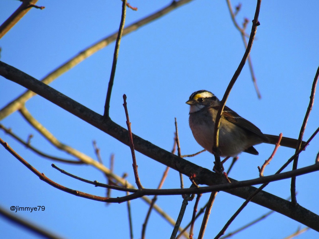 White throated Sparrow - white striped form