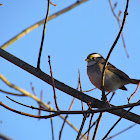 White throated Sparrow - white striped form