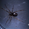 Common House Spider (Female)
