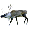 Reindeer Sticker Apk