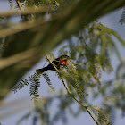 Scarlet-chested Sunbird / Souimanga à poitrine rouge