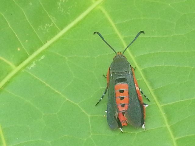 Squash Vine Borer