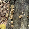 False Turkey Tail Fungus