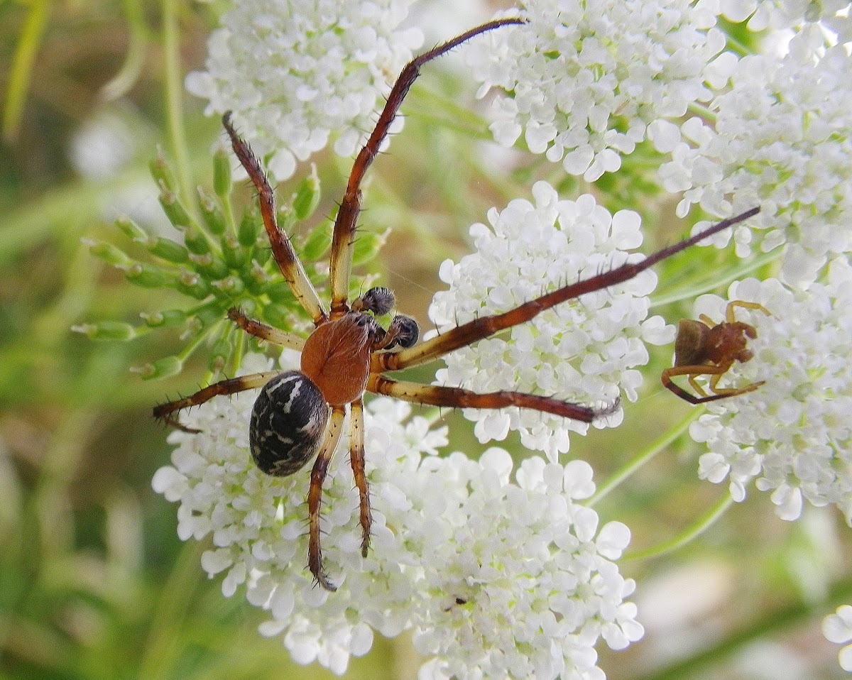 Furrow spider, male and female