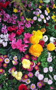 How to download Garden Flowers Live Wallpaper 12.0 unlimited apk for laptop