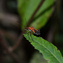 Cotton stainer