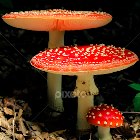 by Adrian Rusu - Nature Up Close Mushrooms & Fungi