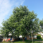 Silver maple tree