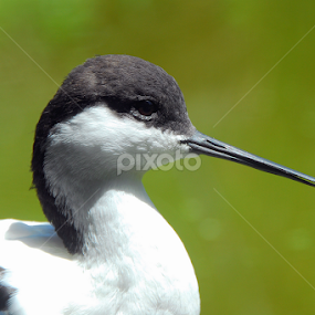 by Antonio Amen - Animals Birds