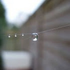 dewdrop on Walnut orb-weavers web