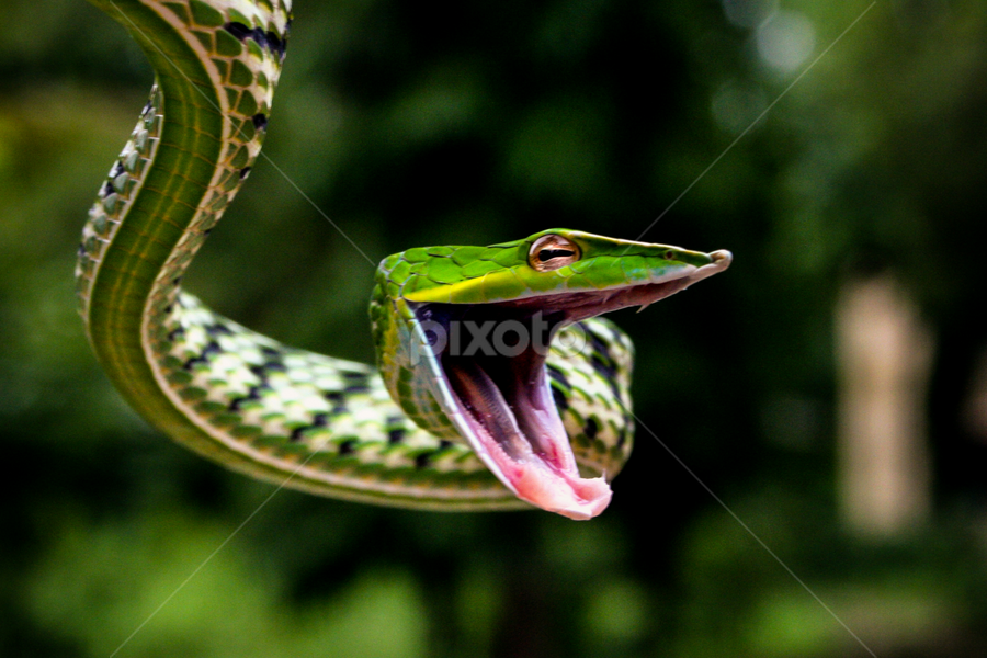 Green Vine Snake (Ahaetulla nasuta) by Harisha M Nijjavalli - Animals Reptiles