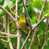 Orange-bellied Flowerpecker