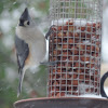 Tufted Titmouse