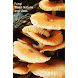 Fungi - Their Nature and Uses