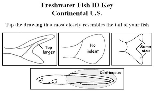 Fish ID Key - U.S. Freshwater